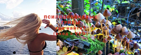 apvp Гусев